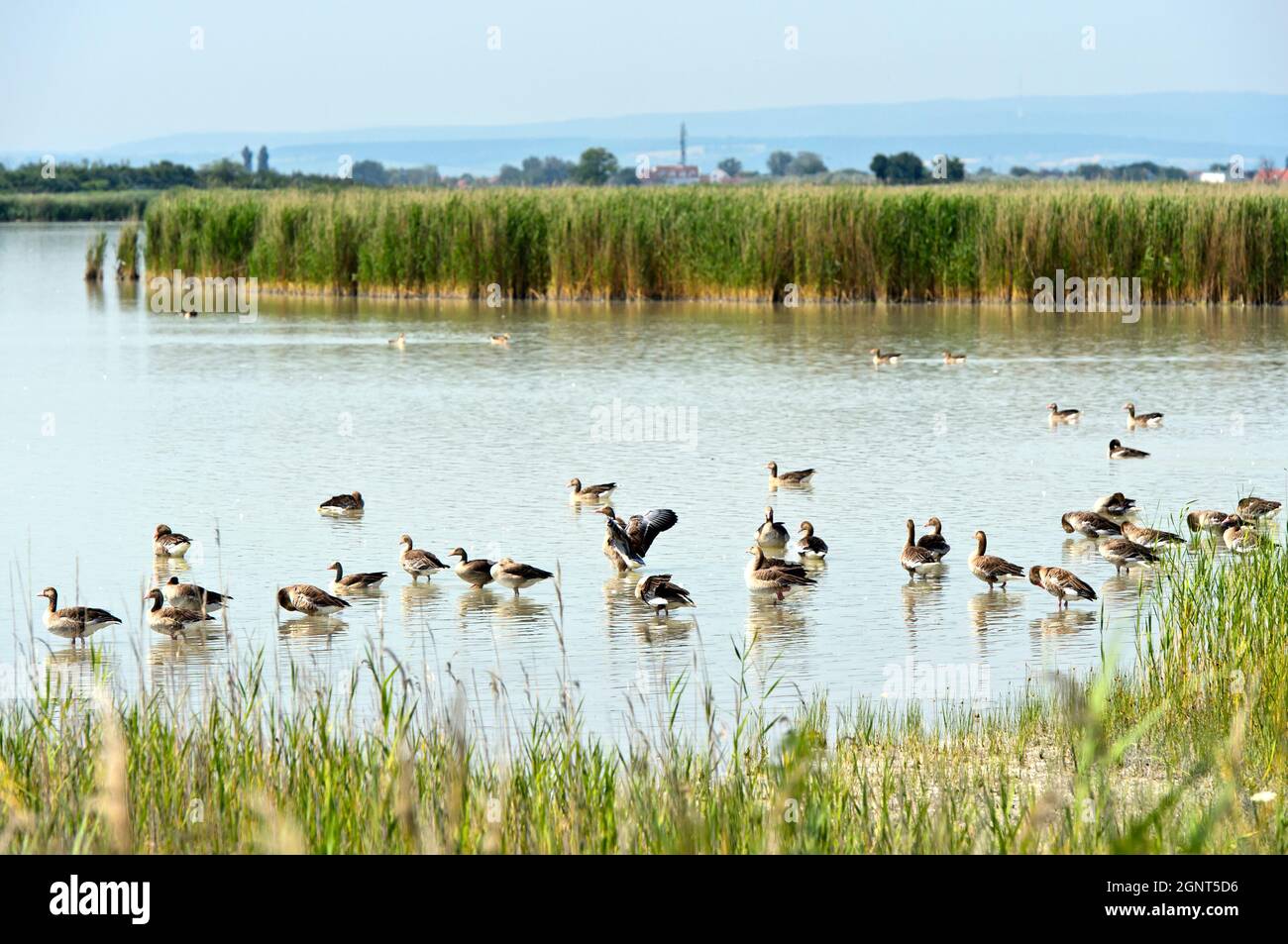 Oche grigielag (Anser anser) sul lago Lange Lacke, Neusiedlersee – Parco Nazionale Seewinkel, Apetlon, Burgenland, Austria Foto Stock