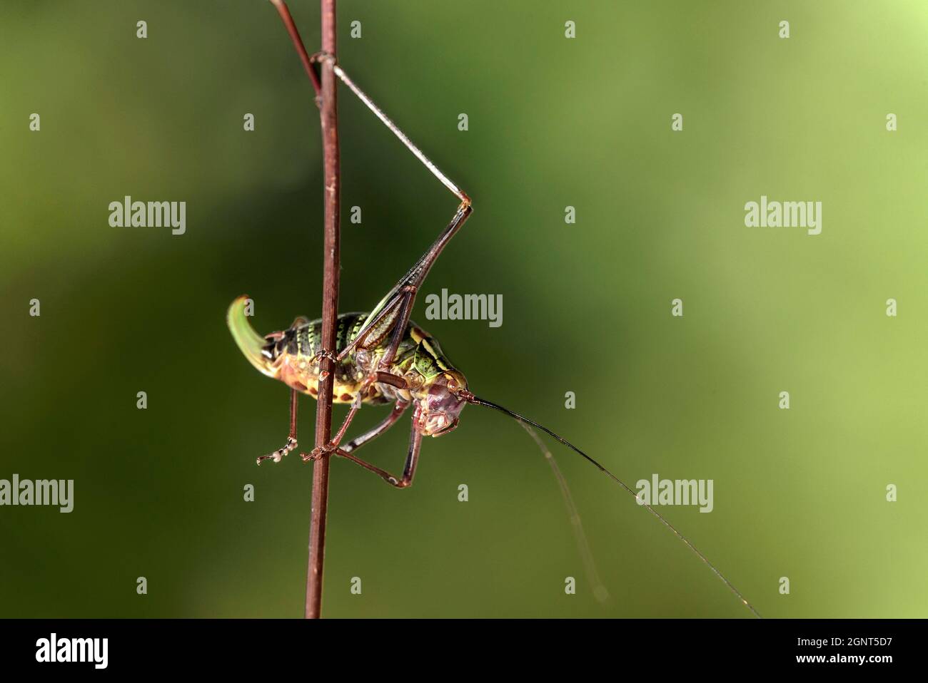 Cricket femminile con cespugli a sella (Ephippiger diurnus), Vallese, Svizzera Foto Stock