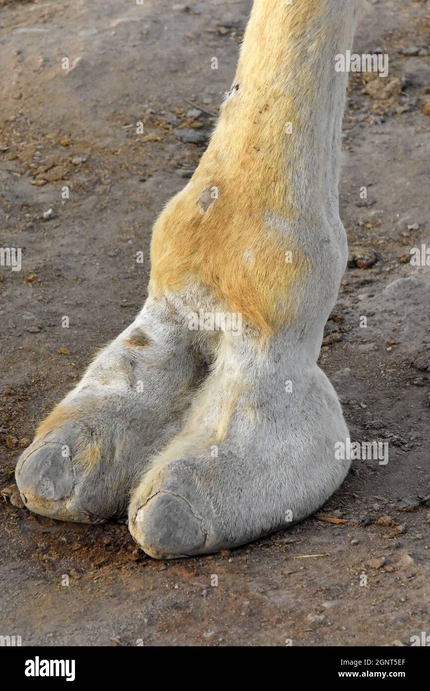Primo piano sulla gamba del cammello Foto Stock