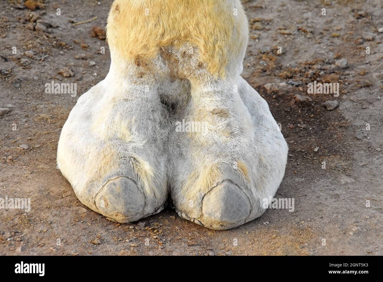 Primo piano sulla gamba del cammello Foto Stock