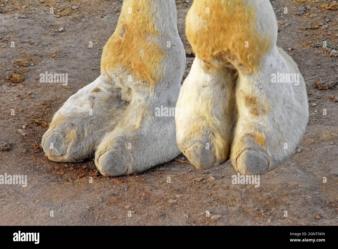 Primo piano sulla gamba del cammello Foto Stock