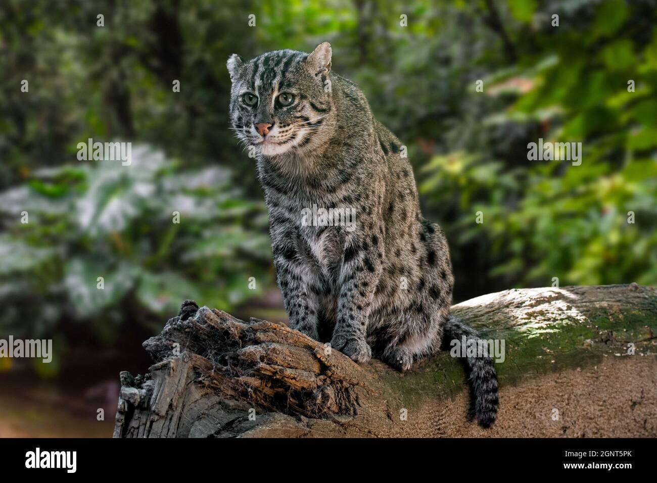 Pesca gatto (Prionailurus viverrinus) caccia lungo la riva del fiume, di medie dimensioni gatto selvatico / felino nativo a sud e sud-est asiatico Foto Stock