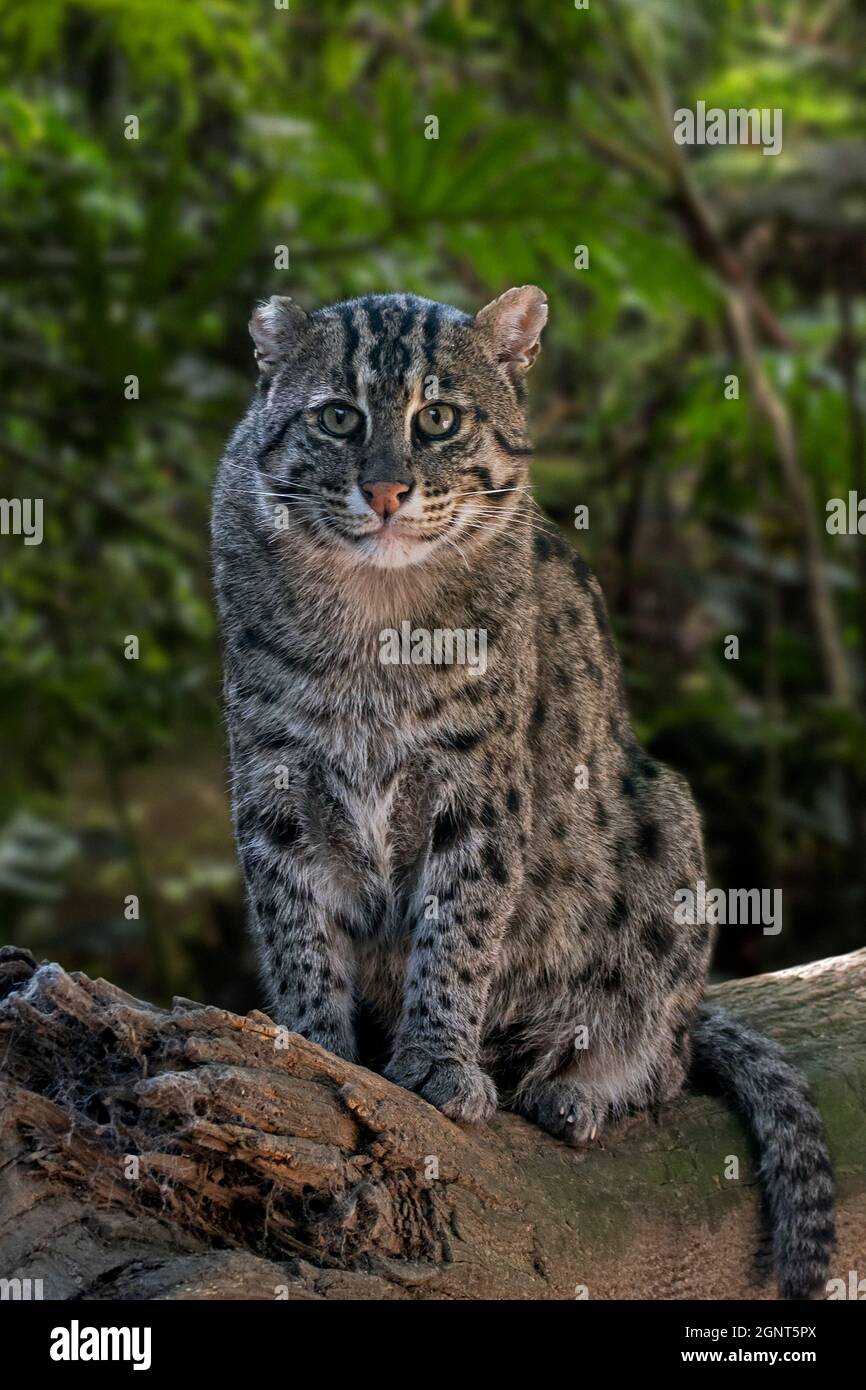 Pesca gatto (Prionailurus viverrinus) caccia lungo la riva del fiume, di medie dimensioni gatto selvatico / felino nativo a sud e sud-est asiatico Foto Stock