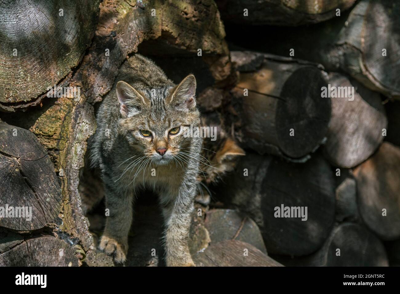 Gatto selvatico europeo / gatto selvatico (Felis silvestris silvestris) su cumulo di legno / cumulo di legno nella foresta Foto Stock