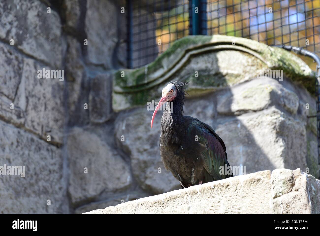 Vienna, Austria. Zoo di Schönbrunn a Vienna. Northern Bald ibis, hermit ibis o Bald ibis (Geronticus eremita) Foto Stock