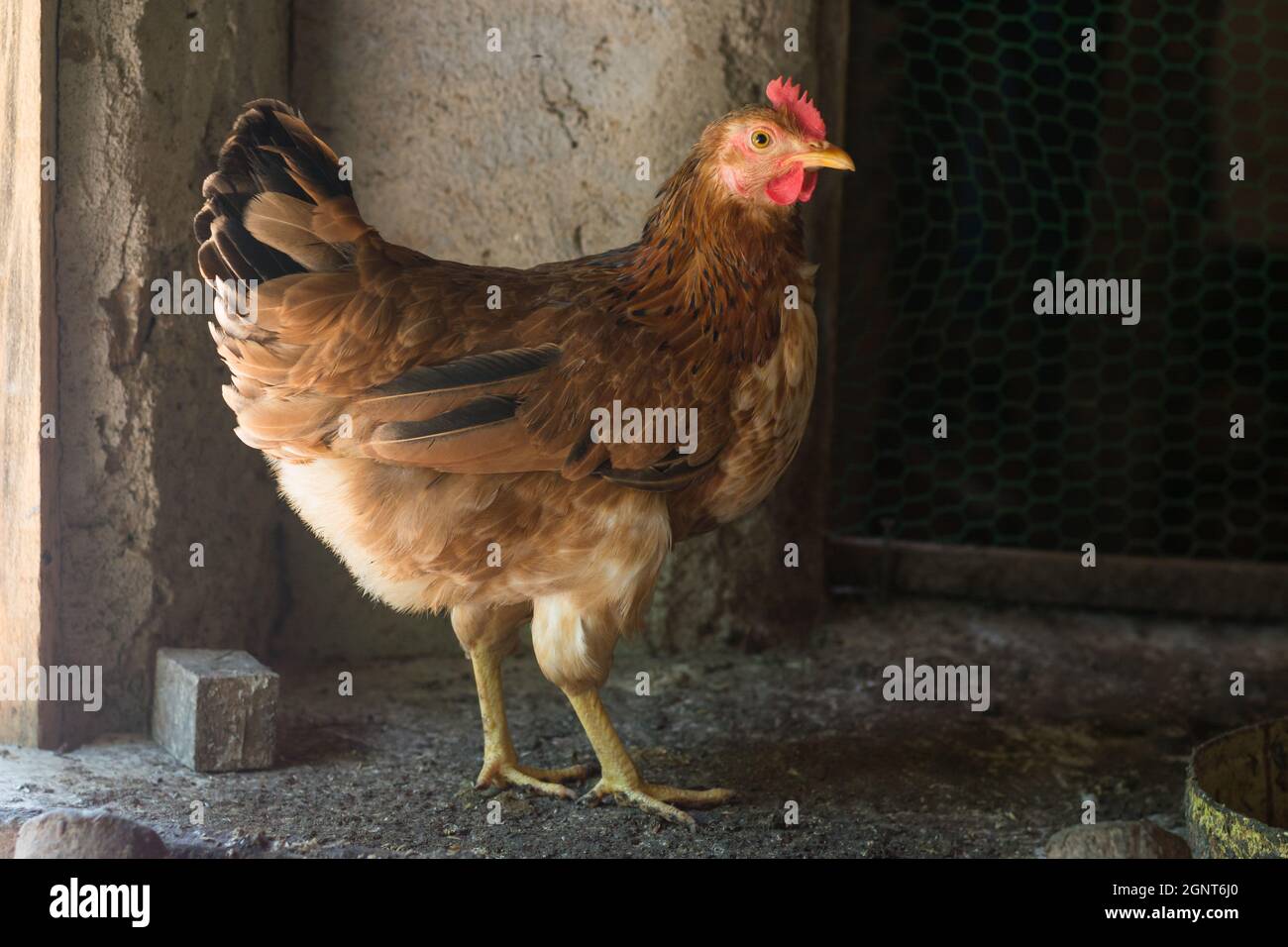 uovo di gallina marrone posa, gallina domestica in una cop di pollo, closeup shot preso su luce naturale Foto Stock