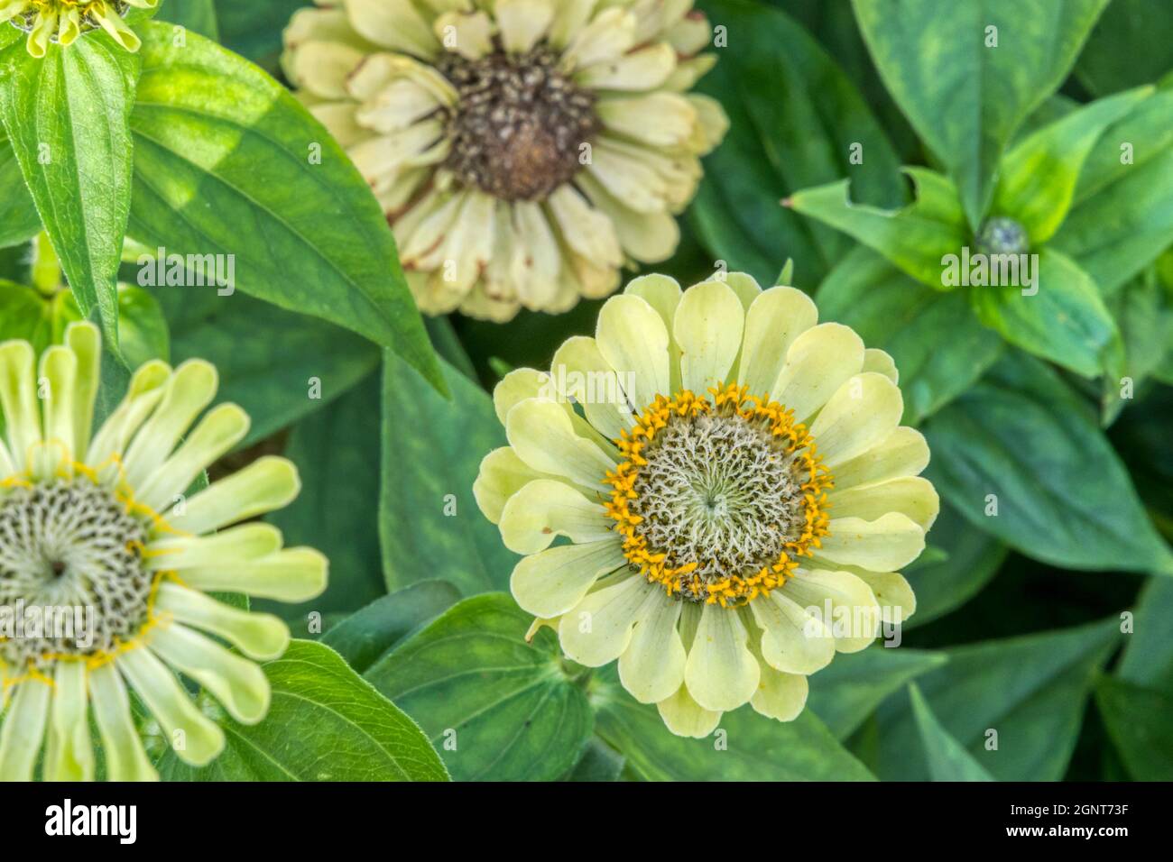 Zinnia elegans 'Queen Lime'. Foto Stock