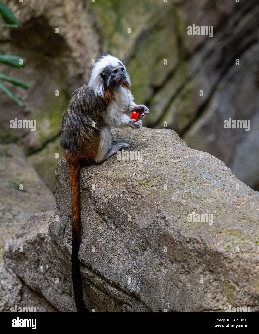 Cotone Top Tamarin, saguinus oedipus, seduto su una roccia Foto Stock