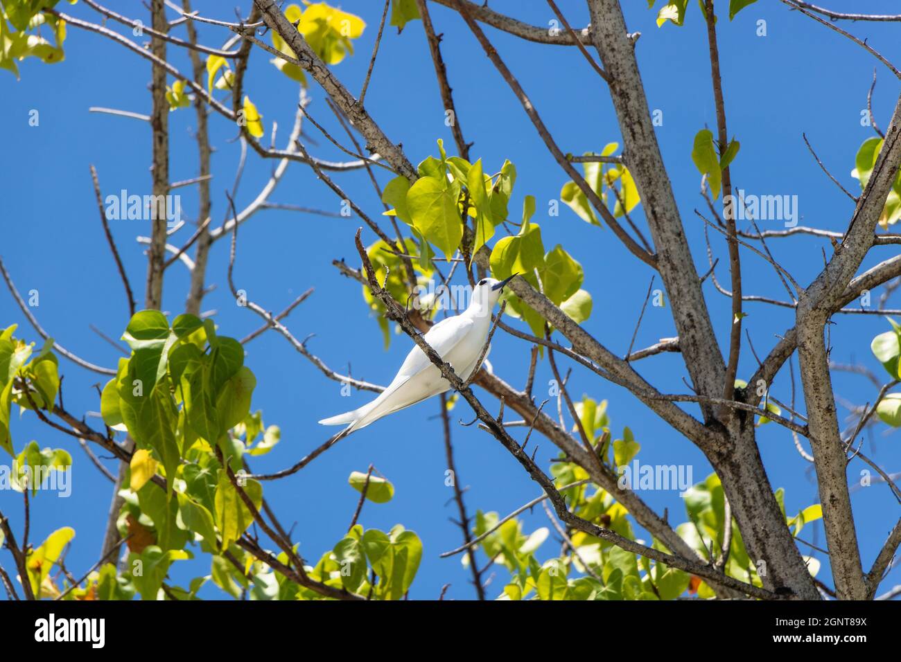 Tern bianco in volo - nella foto i tern bianchi (Dhon Dheeni in Addu Language) stanno assicurando l'uccello del bambino seduto su un ramo a causa di una folla di persone vicine. Foto Stock