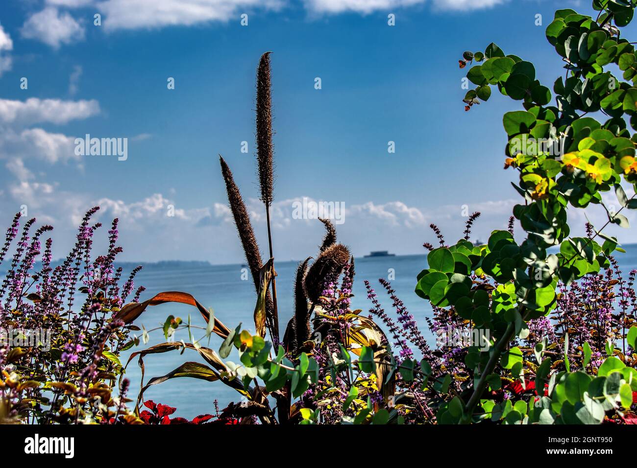 Lago di Costanza: Isola di Mainau Foto Stock
