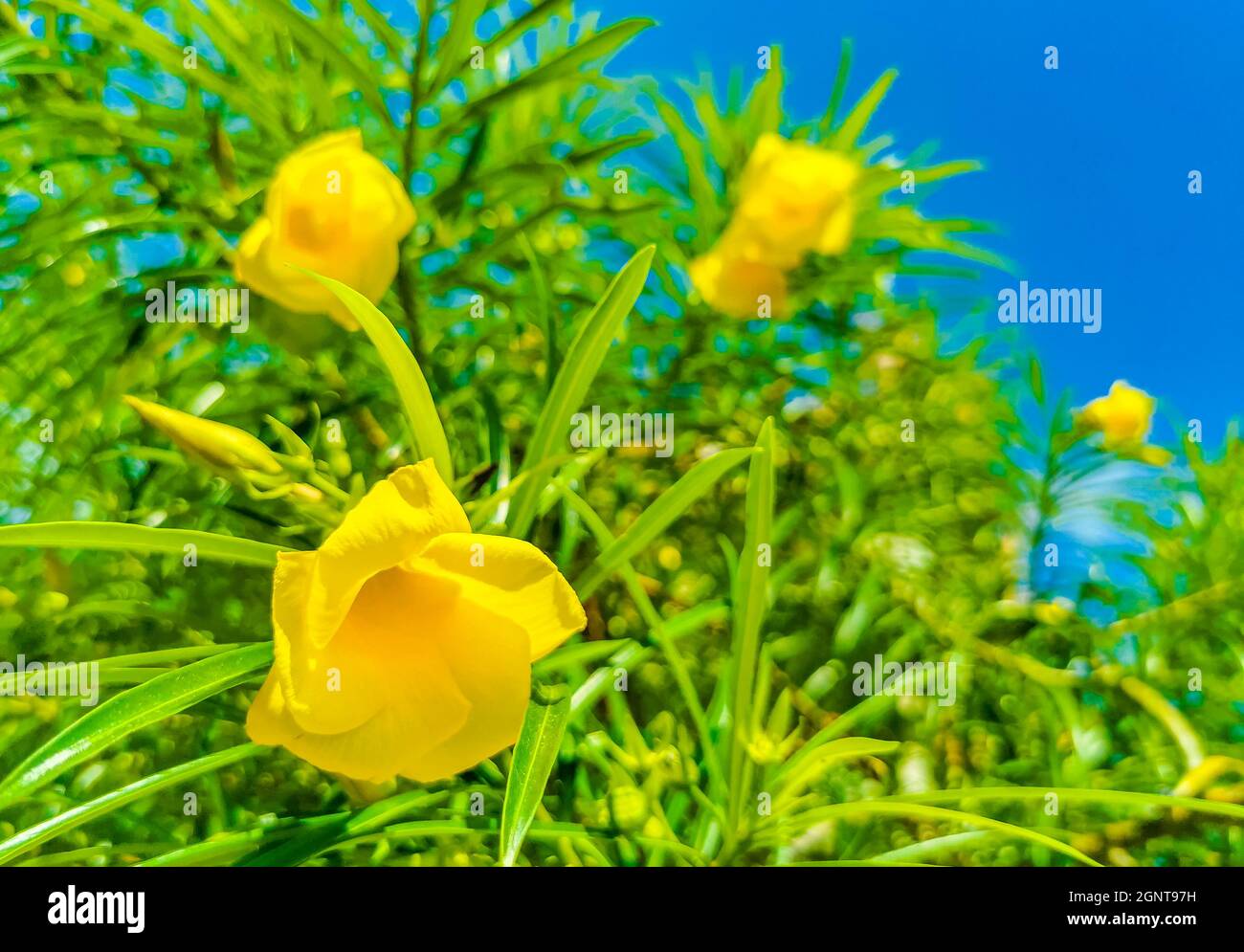 Fiore giallo Oleander su albero con foglie verdi e cielo blu a Playa del Carmen Messico. Foto Stock