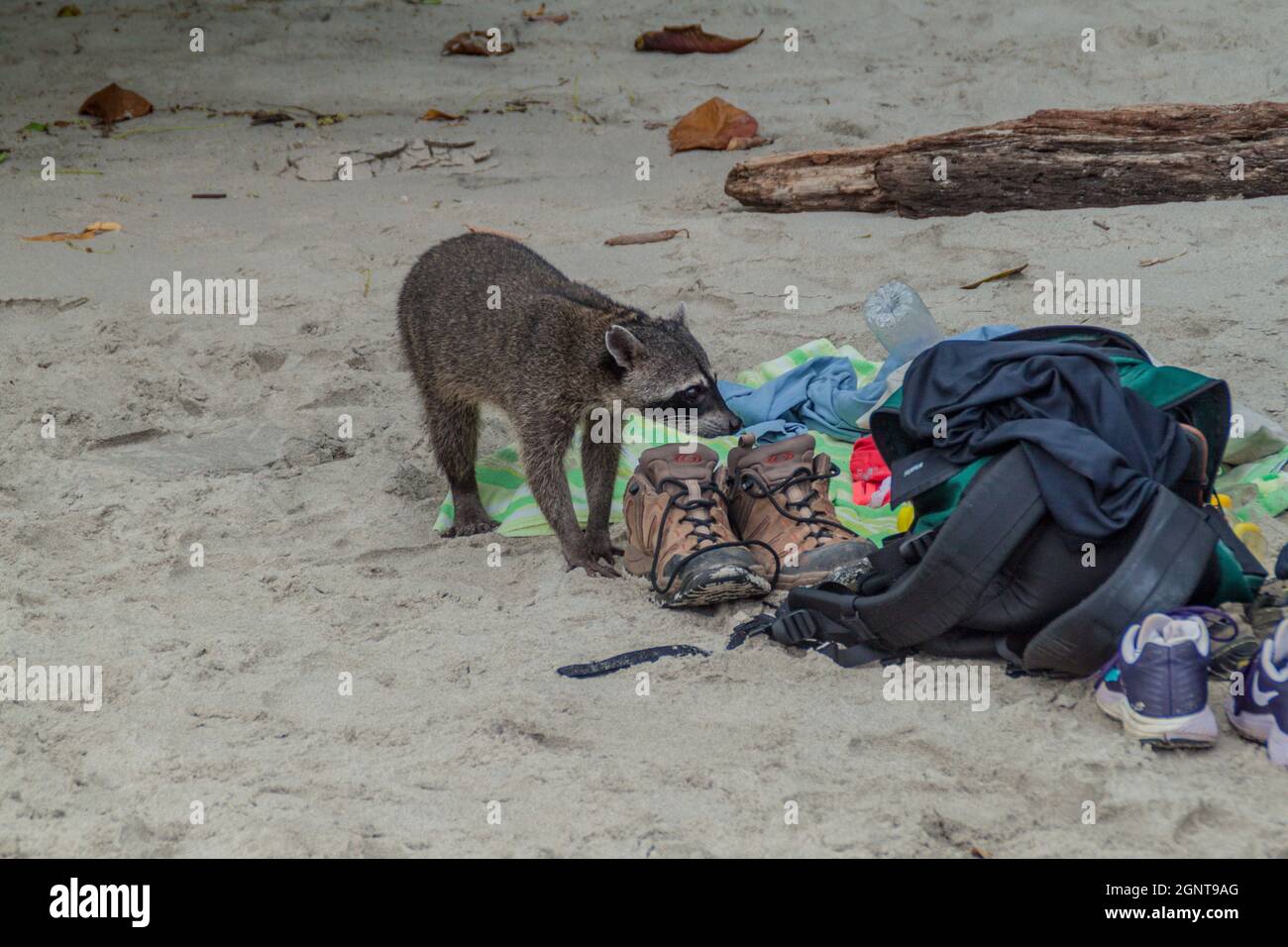 Granchio-mangiando il raccoon Procyon Cancrivorus ruba un cibo dai turisti nel Parco Nazionale Manuel Antonio, Costa Rica Foto Stock