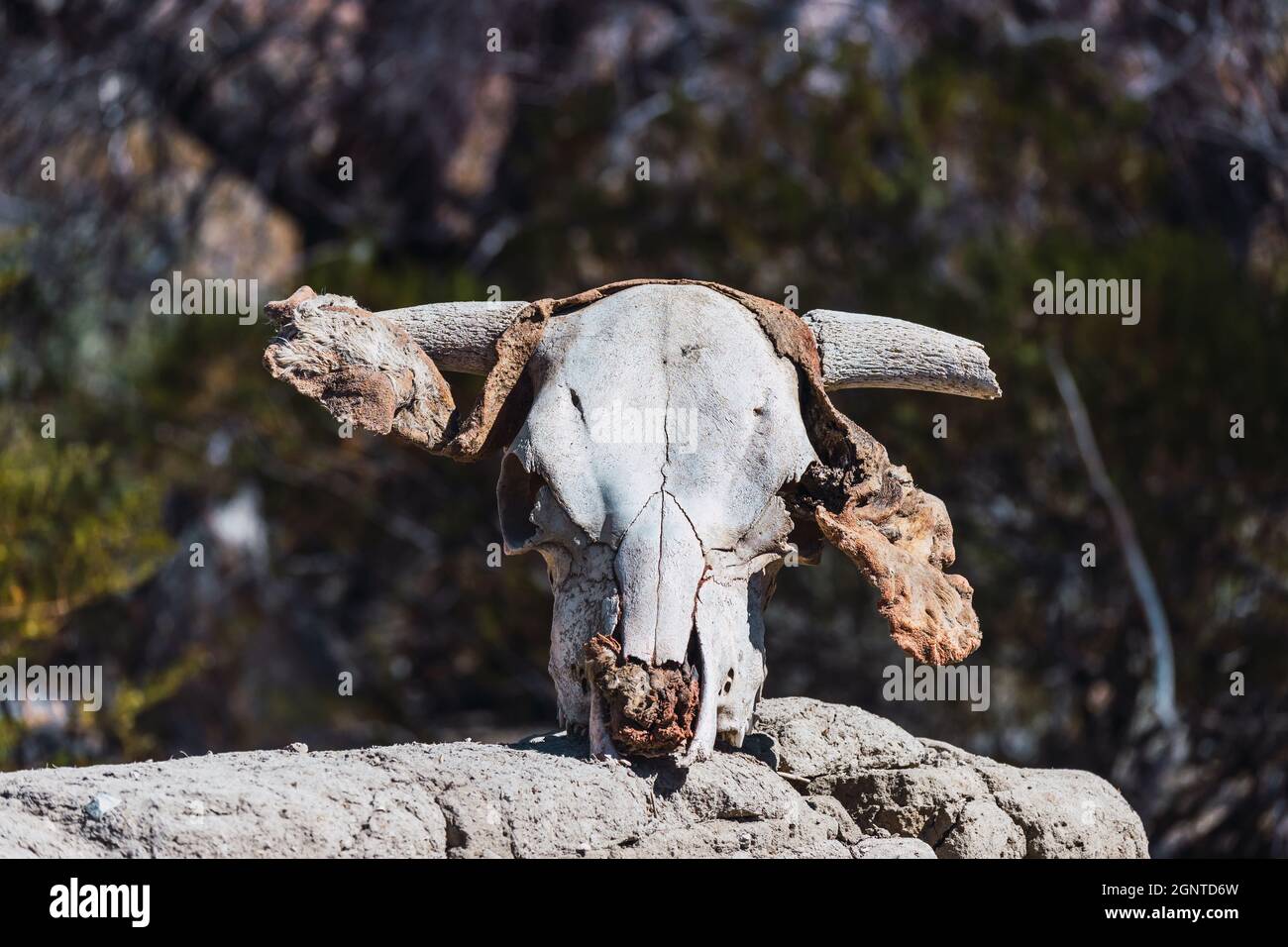 Primo piano di una testa di vacca morta in Patagonia Foto Stock