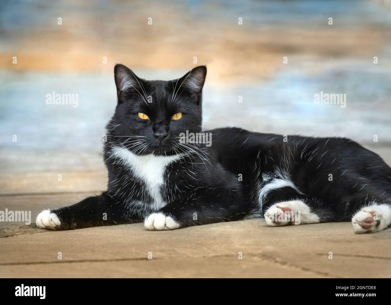 Gatto tuxedo nero sdraiato sul patio Foto Stock