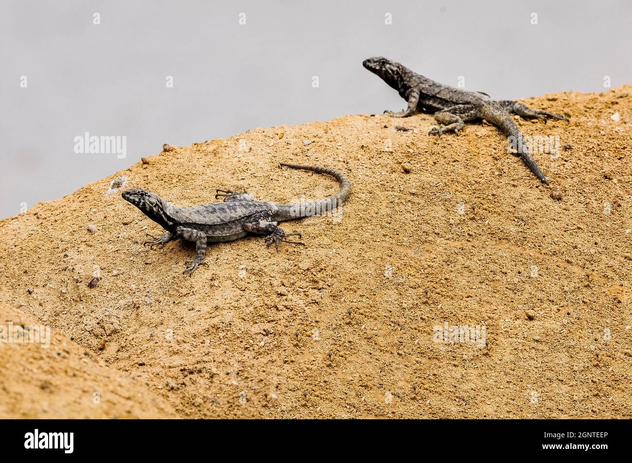 Un paio di piccole lucertole in un paesaggio arido del deserto di Atacama Foto Stock