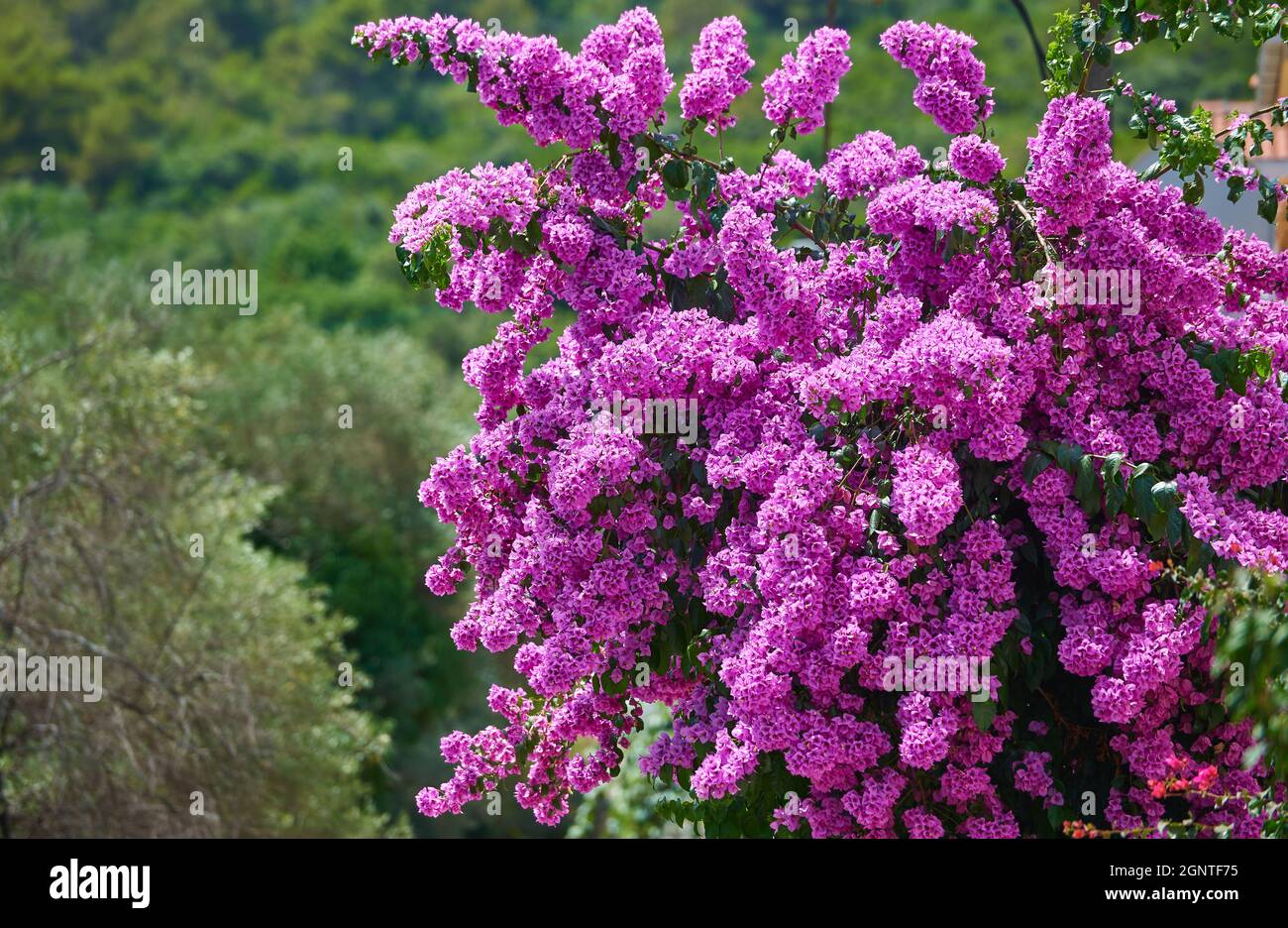 Grande bush fiorito di bougainvillea magenta in una giornata di sole Foto Stock