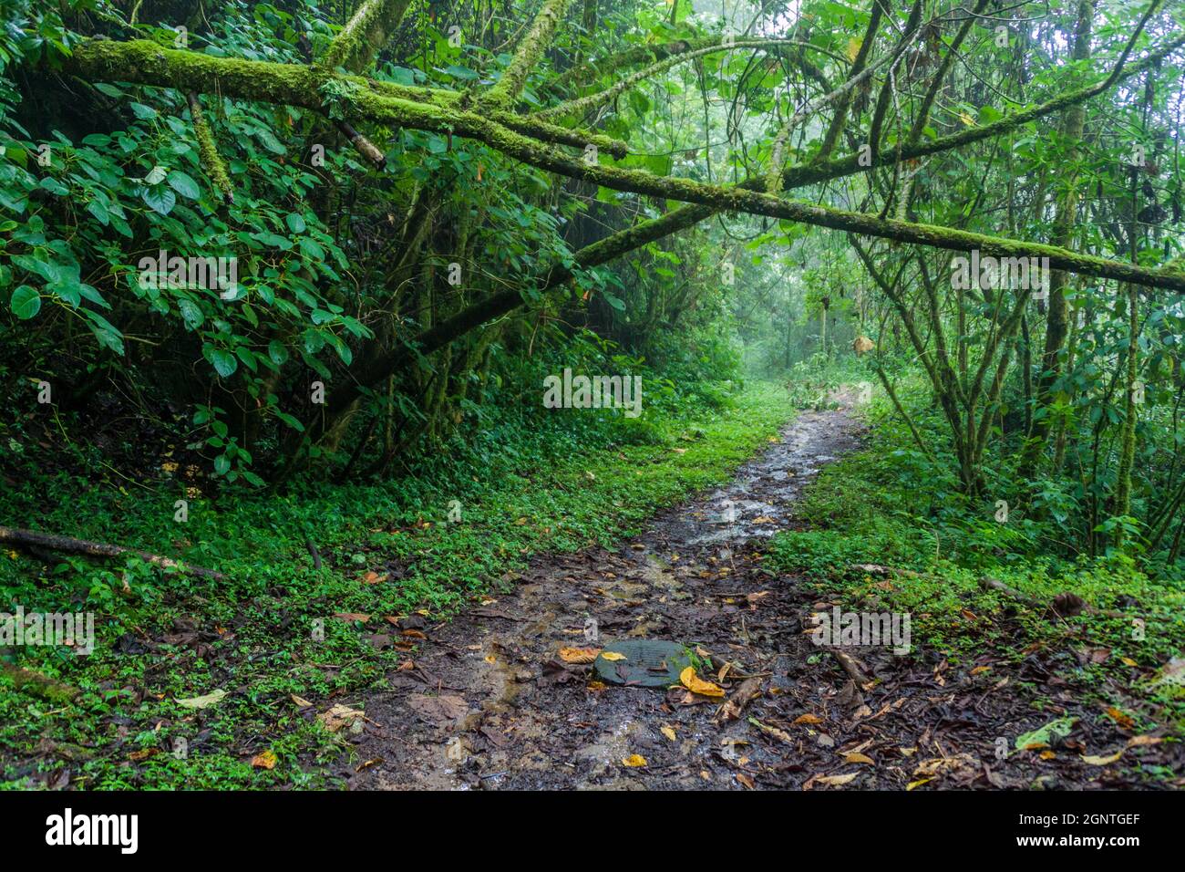 Sentiero escursionistico Sendero Los Quetzales nel Parco Nazionale Volcan Baru durante la stagione delle piogge, Panama. Foto Stock