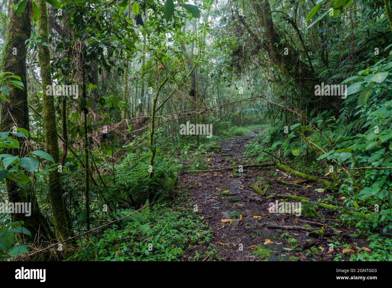 Sentiero escursionistico Sendero Los Quetzales nel Parco Nazionale Volcan Baru durante la stagione delle piogge, Panama. Foto Stock