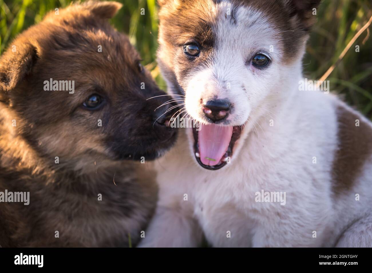 due cuccioli senzatetto si siedono insieme nell'erba Foto Stock