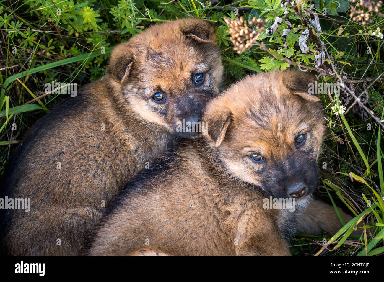due cuccioli senzatetto si siedono insieme nell'erba Foto Stock