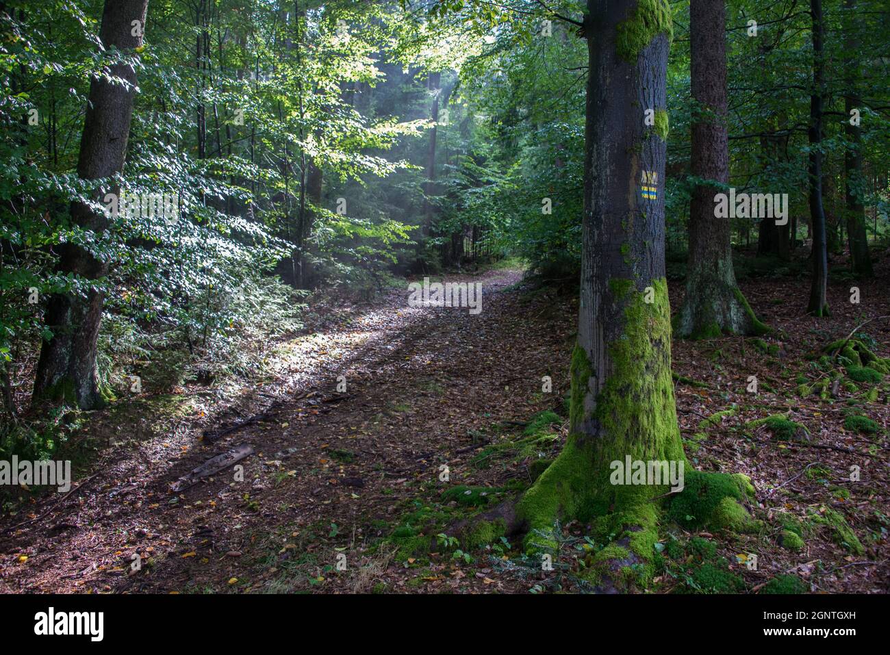 Zauber des Waldes: Goldsteig Wanderweg in einem Oberpfälzer Wald - la magia dei boschi: Luce e ombra lungo un sentiero escursionistico in una foresta bavarese Foto Stock