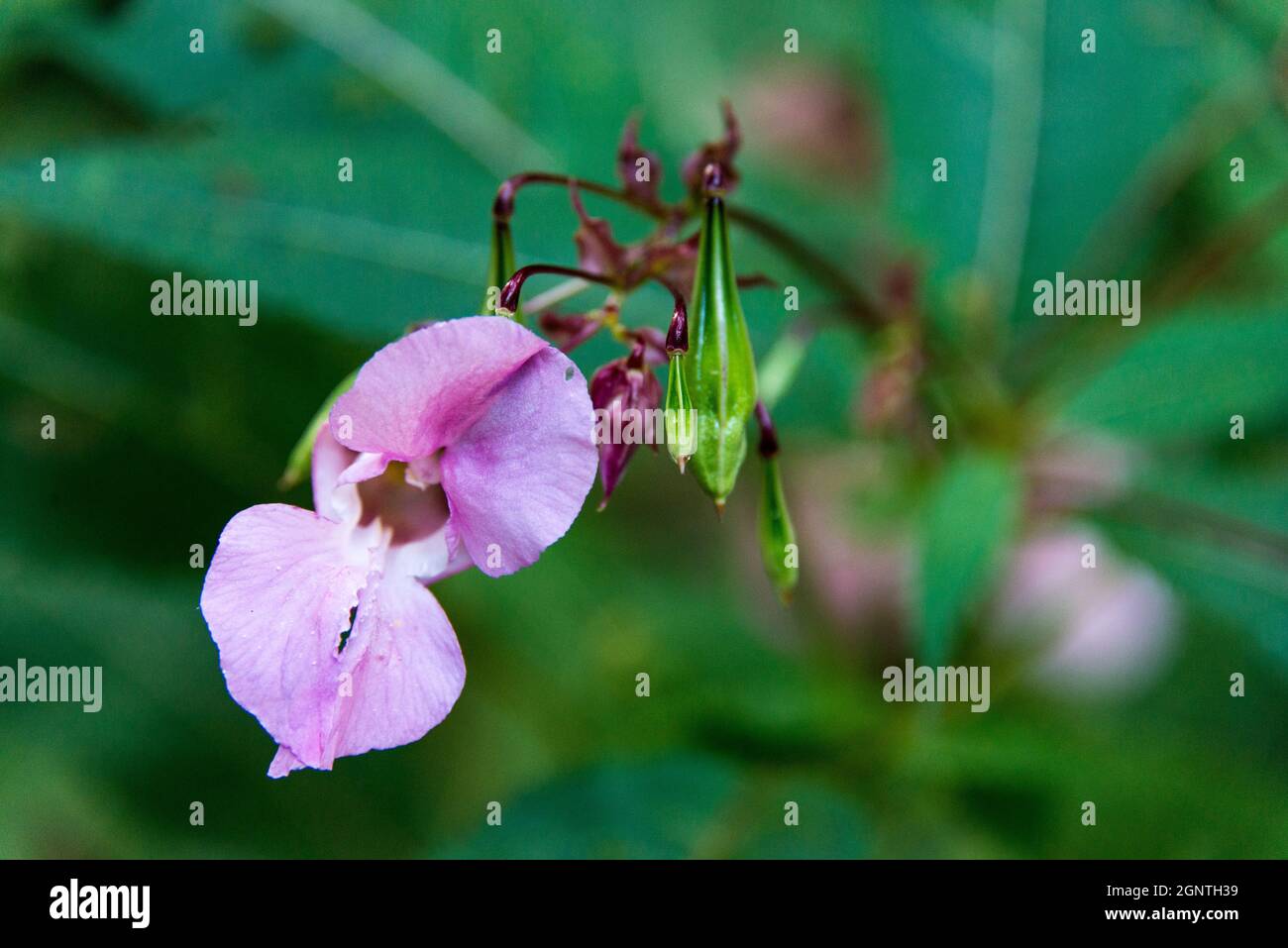 Fioritura di Impatiens glandulifera, una vista comune nelle foreste bavaresi e una specie invasiva. Foto Stock
