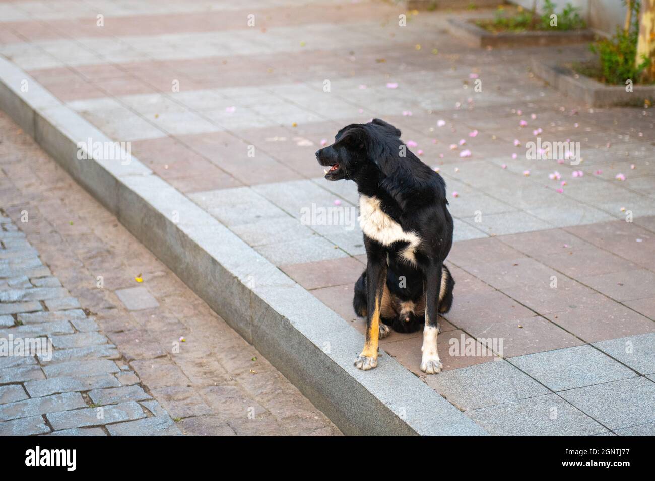 il cane nero sul marciapiede si è girato via Foto Stock