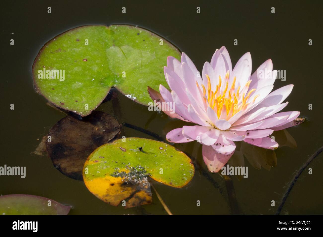 Nymphaea 'Marliacea Rosea' Giglio d'acqua Nymphaea Foto Stock