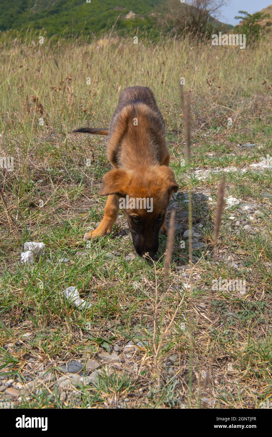 un solo cane rosso scava la terra Foto Stock