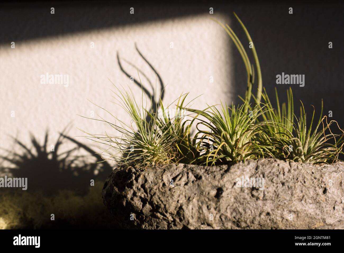 Tillandsia (piante d'aria) in un contenitore di pietra, e ombre contro il muro. Foto Stock