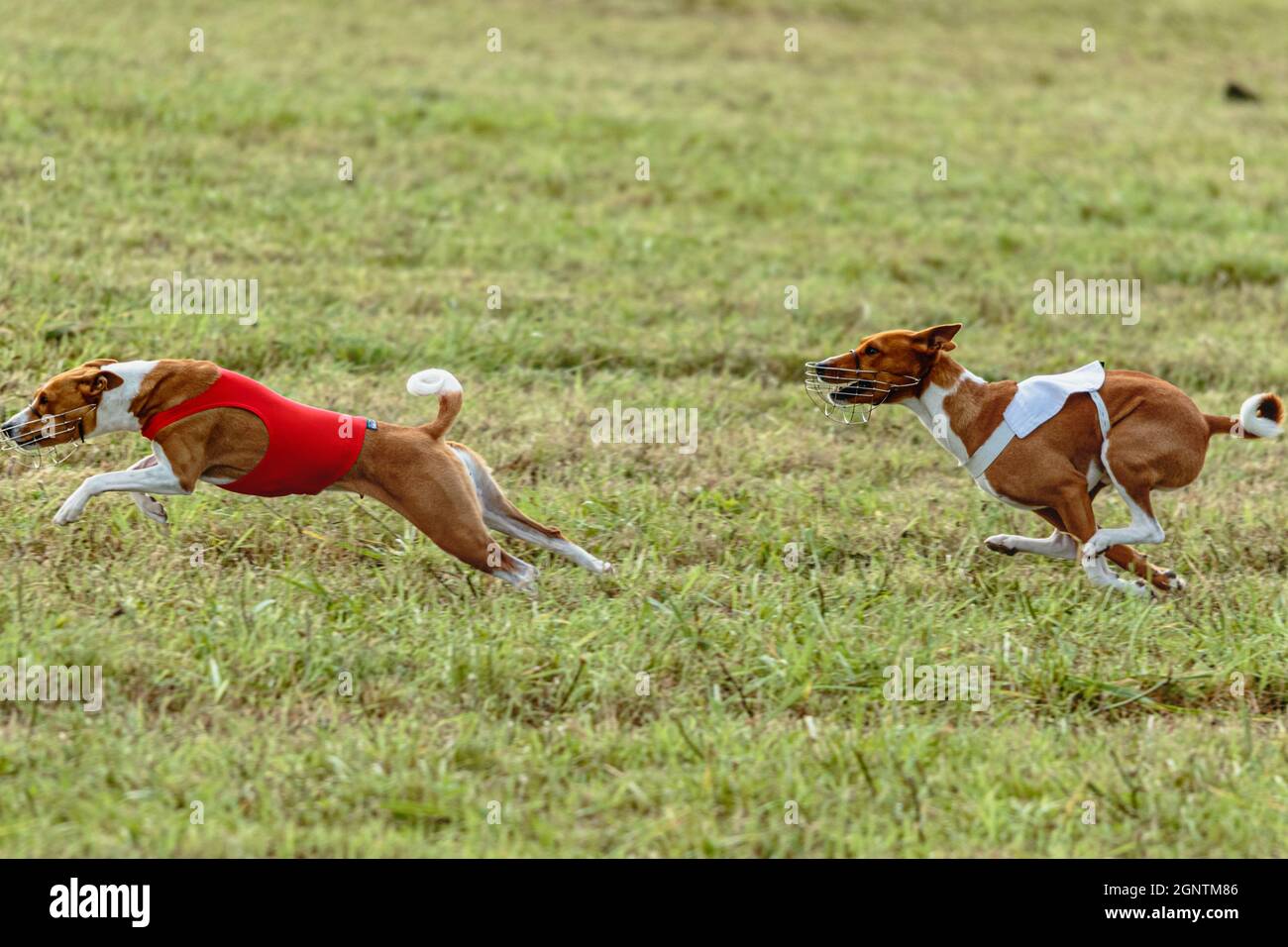 Due cani basenji che corrono in una giacca rossa e bianca sul campo di coursing Foto Stock