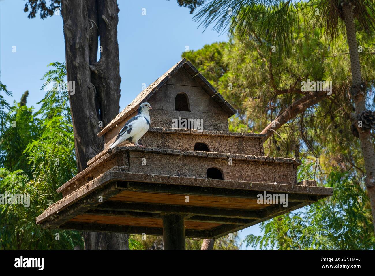 Nido di piccione di legno nella foresta. Foto Stock