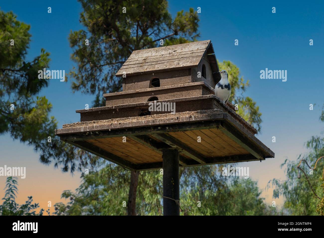 Nido di piccione di legno nella foresta. Foto Stock