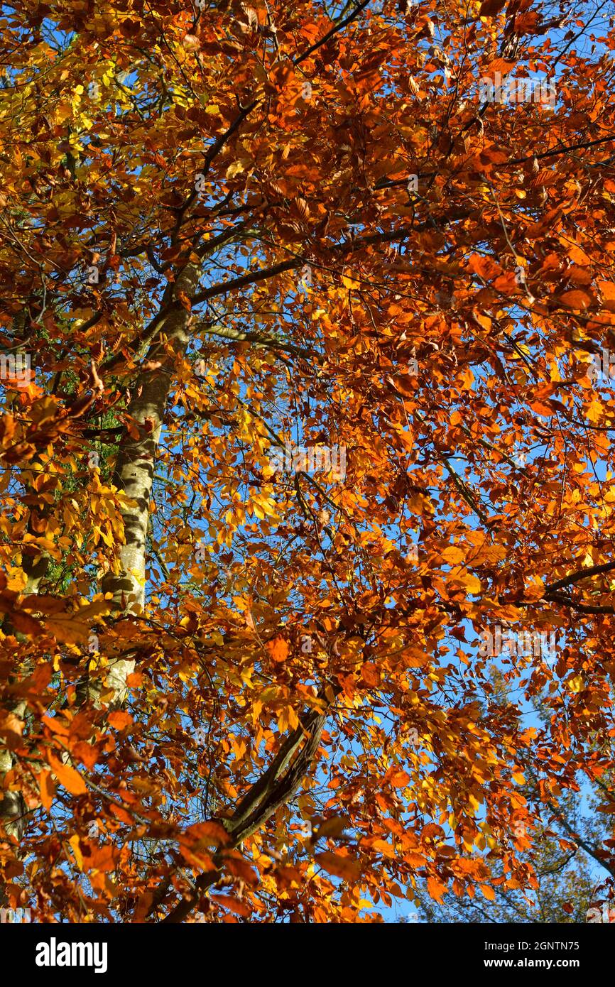 Colorazione autunno Foto Stock