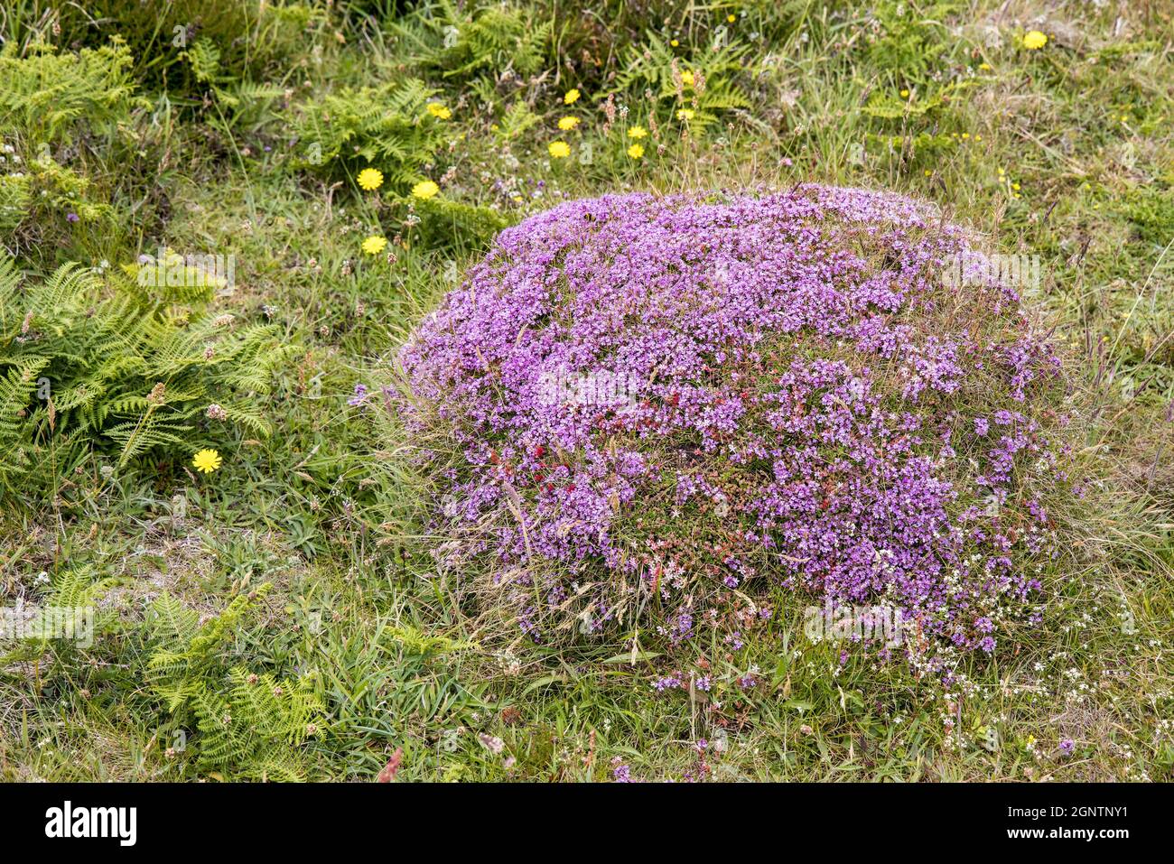 Saxifrage viola (Saxifraga oppostifolia) sul Pembrokeshire Coast Path, Galles, Regno Unito Foto Stock