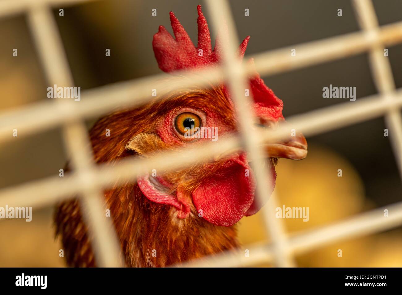 Pollo in una gabbia che guarda fuori attraverso il wire.Caged galline per uova di deposizione. Pollo di colore marrone che guarda fuori dalla penna o dalla gabbia. Foto Stock