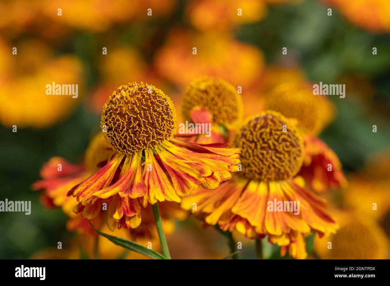 Primo piano dei fiori comuni di sneezeweed (helenium autumnale) in fiore Foto Stock