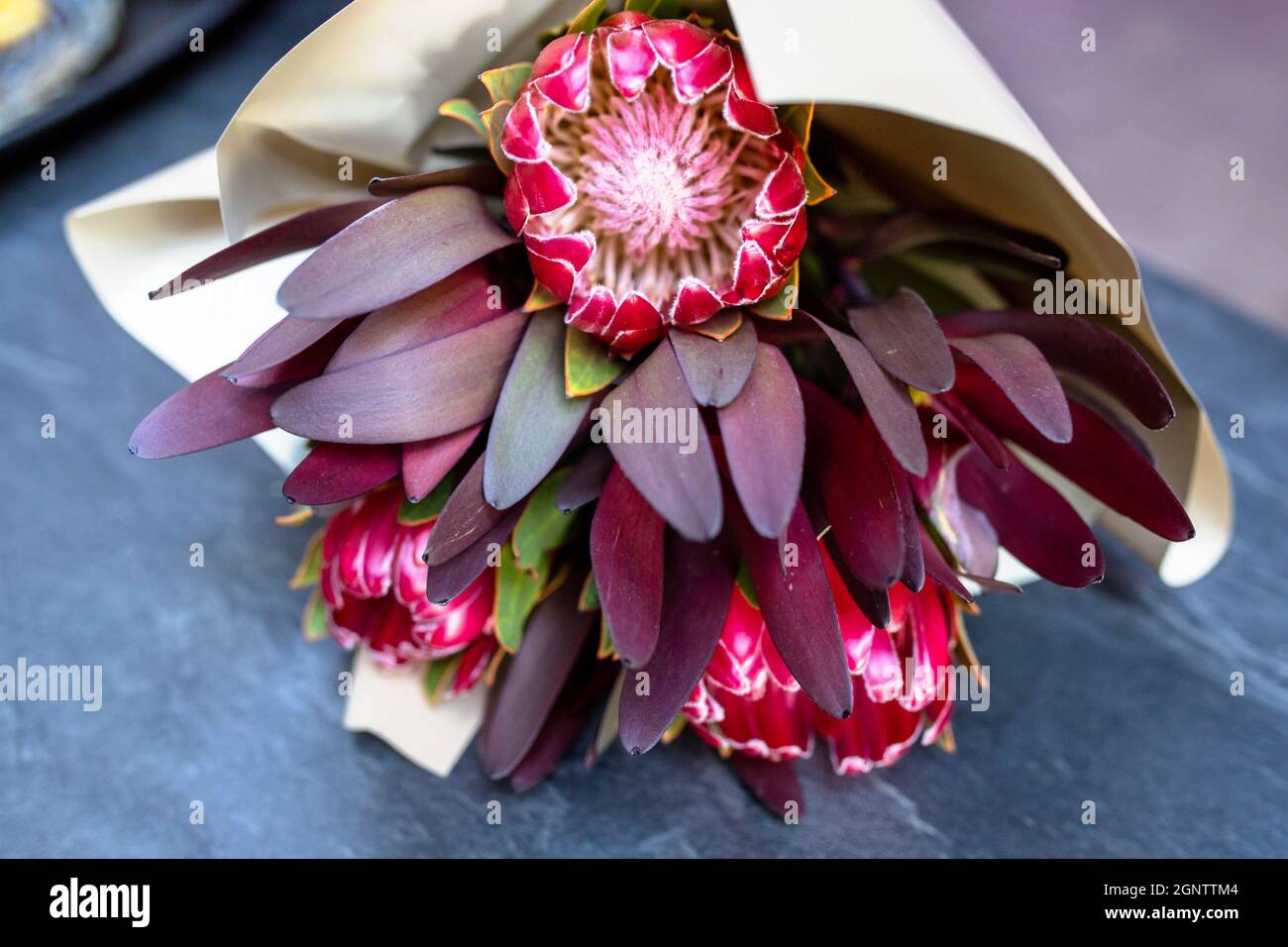 Gorgeous Protea di ghiaccio rosa, fiore tropicale unico. Disposizione elegante dei fiori di un re rosa protea. Foto Stock