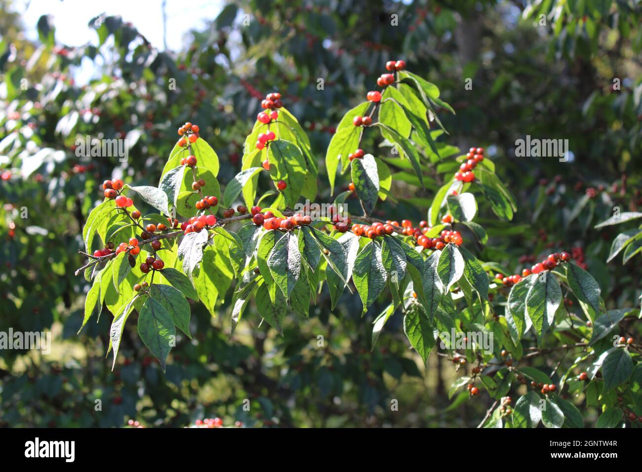 Una filiale di Honeysuckle Bush con i cluster delle berries rosse Foto Stock