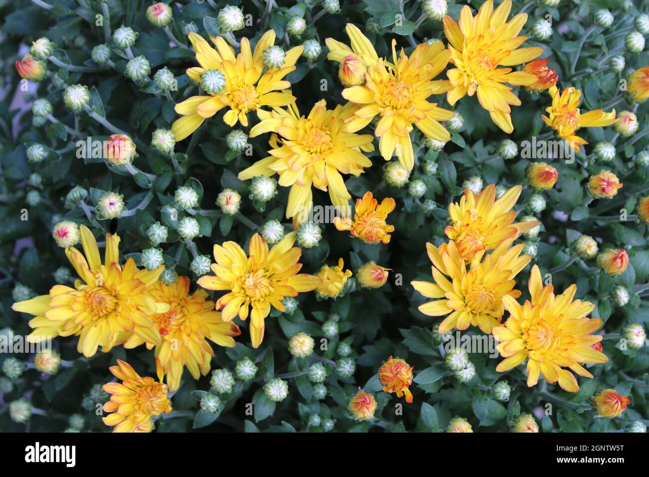 Un Closeup su una pianta di Crisantemo d'Oro Foto Stock