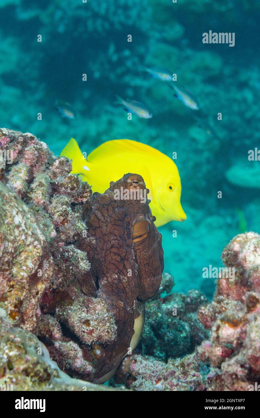 Tang giallo, Zebrasoma flavescens, nuota dietro il polpo del giorno, polpo blu grande, polpo di ciano, o lui'e mauli, Octopus cianea, Vicino a Skull Cave, Kohana Foto Stock