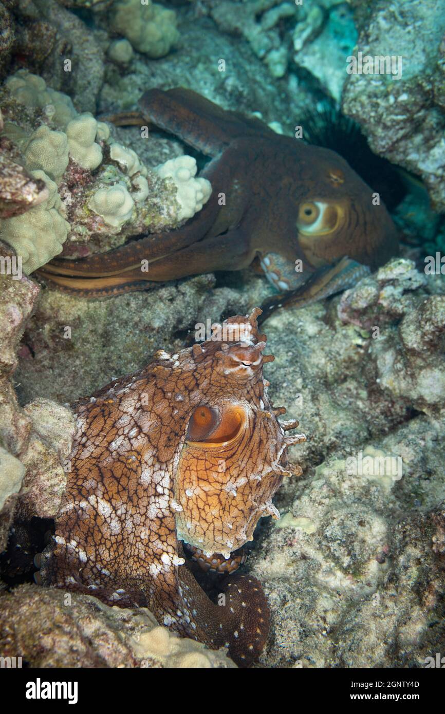 Polpi di giorno ( polpo blu grande ), Octopus cianea, accoppiamento; maschio, inferiore, lampeggia il display a colori ed estende il braccio scuro di ettocotile o di ettocotilo verso Foto Stock