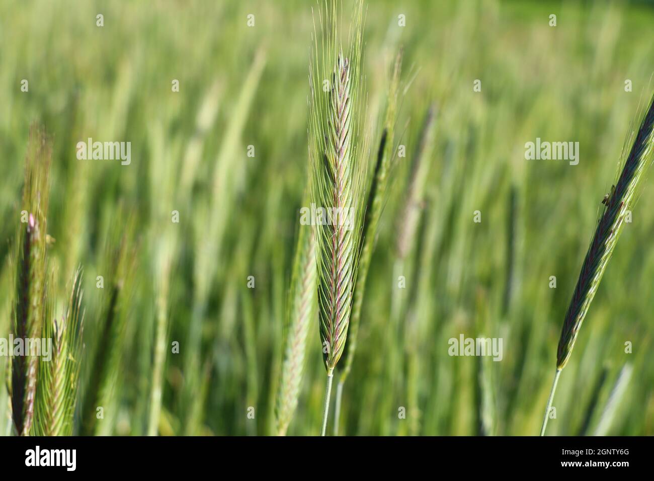 primo piano immagine di una pianta in un campo Foto Stock