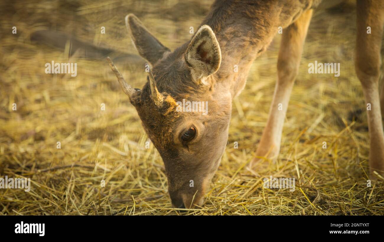 Animale nel selvaggio Foto Stock