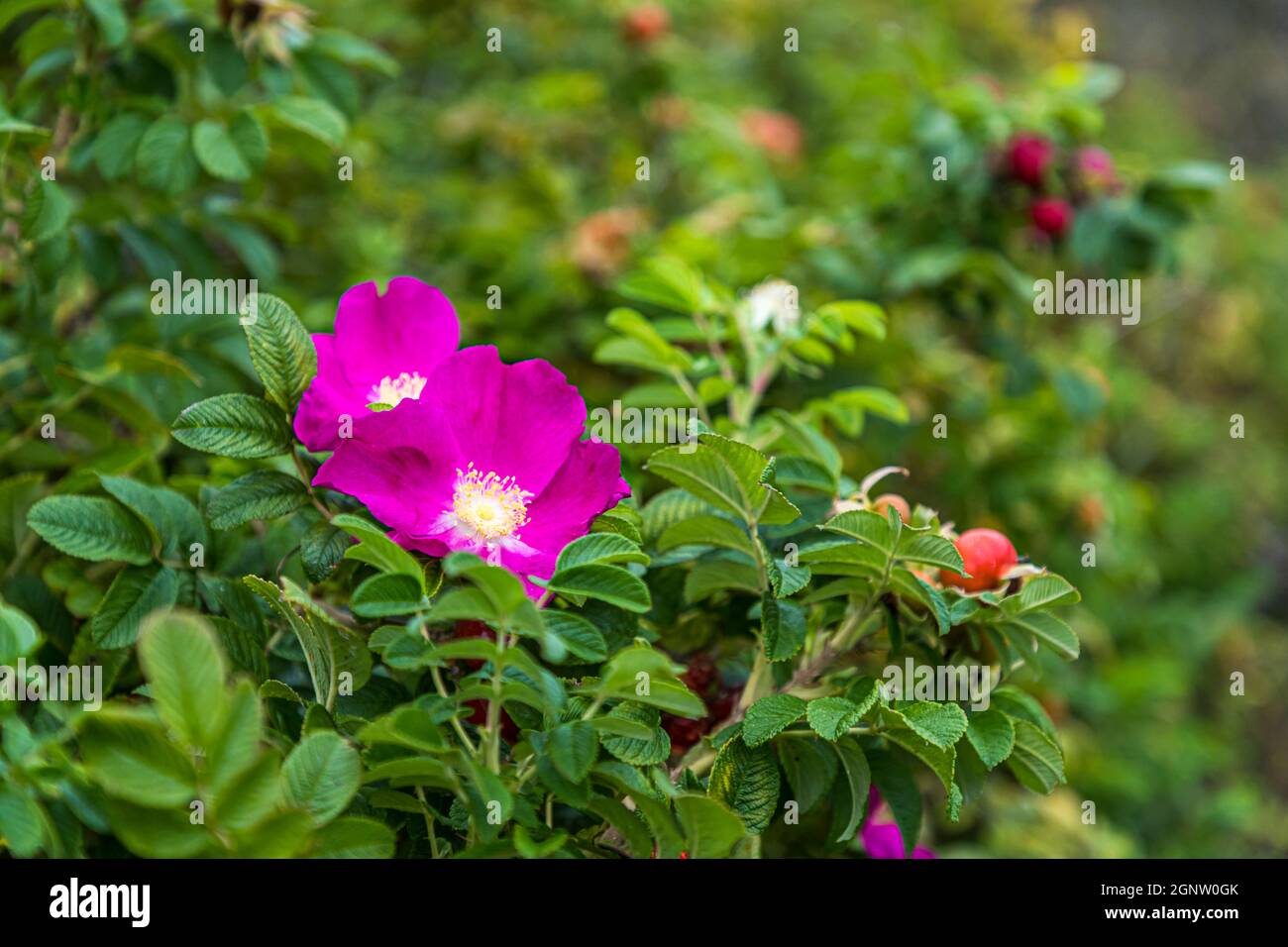 La rosa rugosa (Rosa rugosa) fiorisce con vivaci fiori rosa e bacche rosse su Langeland, Danimarca. Originariamente nativa dell'Asia orientale, questa rosa selvatica si è naturalizzata lungo molte coste danesi dal XIX secolo, apprezzata lì come pianta di siepe robusta resistente al sale e al vento. Foto Stock