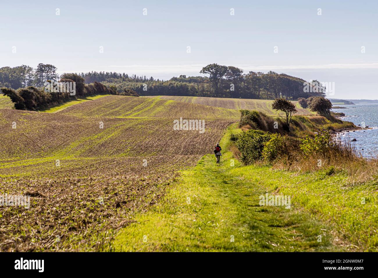 Dolci colline e sentieri morbidi sul sentiero dell'Arcipelago (Øhavsstien). Sull'isola danese di Langeland si fa spesso un'escursione nella protezione di siepi fortificati attraverso sentieri affondati. I campi si alternano a tratti di spiaggia e in lontananza è già visibile una faggeta. Langeland, Danimarca Foto Stock
