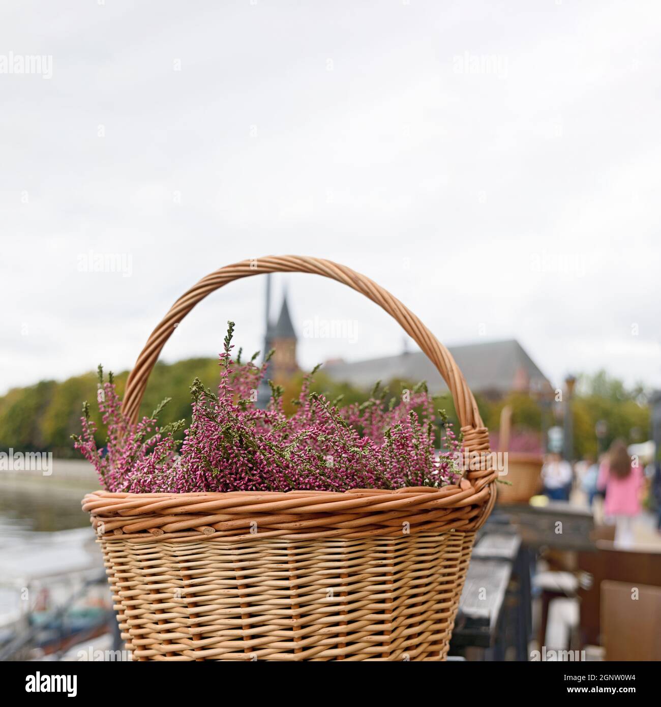 Fiori di erica in un cestino di vimini. Erica Heather rosa brillante. Raccolta e festa autunnale, composizione dei fiori. Spazio di copia. Foto Stock