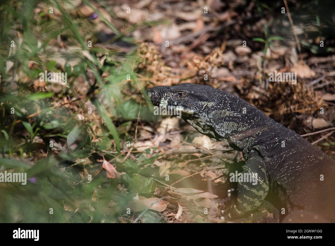 Bella goanna selvaggia in Australia Foto Stock