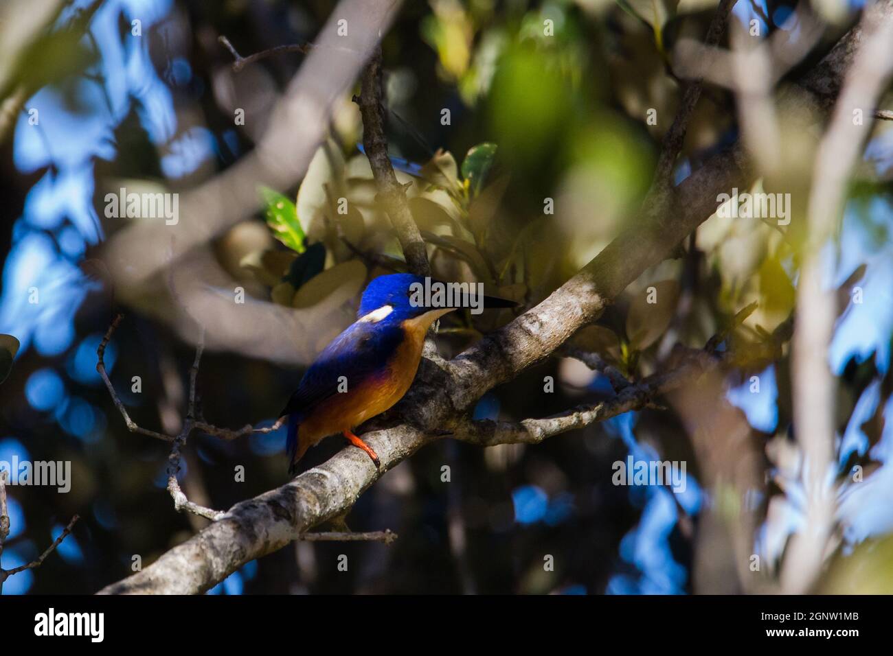 Azure Kingfishers arroccato su un ramo d'albero guardando sopra la laguna Foto Stock