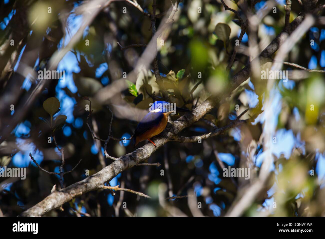 Azure Kingfishers arroccato su un ramo d'albero guardando sopra la laguna Foto Stock